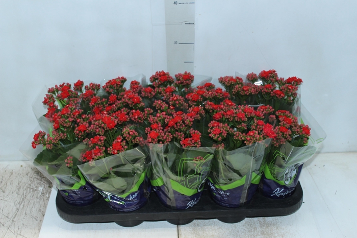 <h4>KALANCHOE DOBRADO P11 VERMELHO</h4>