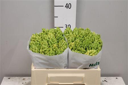 <h4>Hyac Yellowstone</h4>