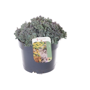 Sedum cauticola Lidakense