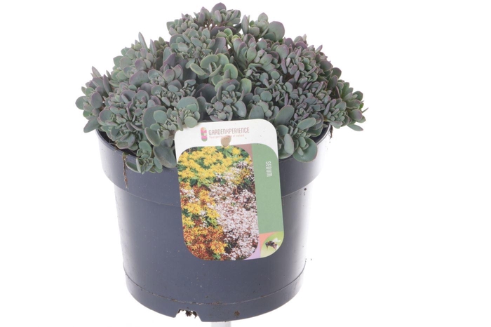 <h4>Sedum cauticola Lidakense</h4>