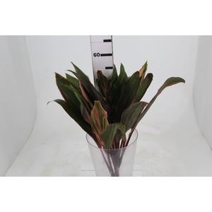 FOLHAGEM CORDYLINE PINK DIAMOND