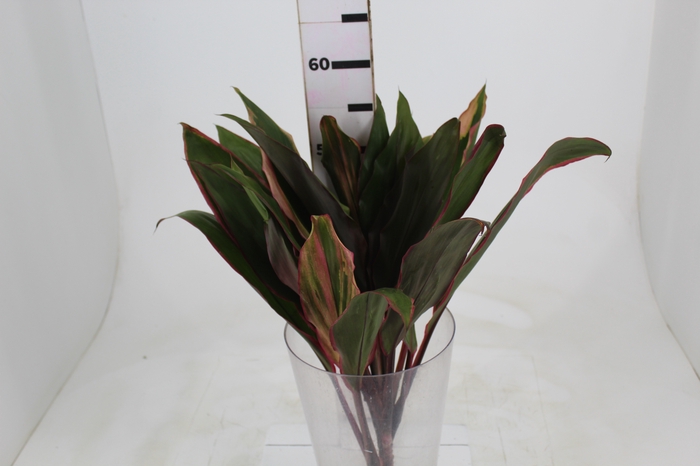 <h4>FOLHAGEM CORDYLINE PINK DIAMOND</h4>
