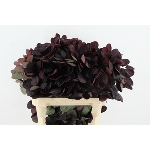 COTINUSBLAD  ROYAL PURPLE
