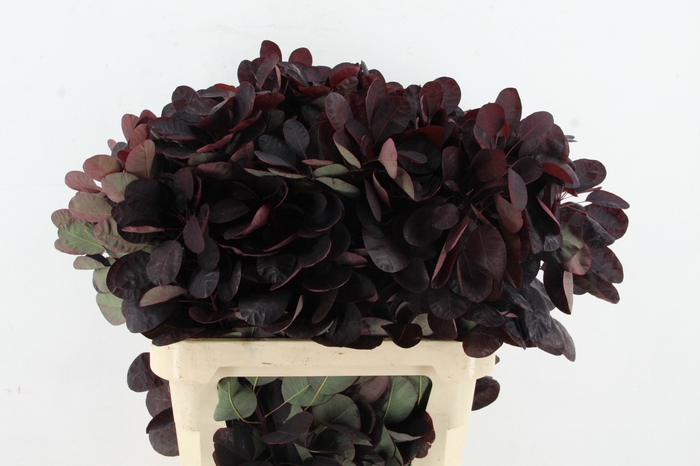 <h4>COTINUSBLAD  ROYAL PURPLE</h4>