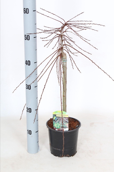 Salix repens 'Armando'