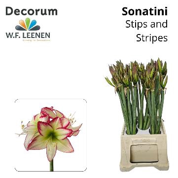 <h4>Sonatini 'Stips and Stripes M BOX</h4>