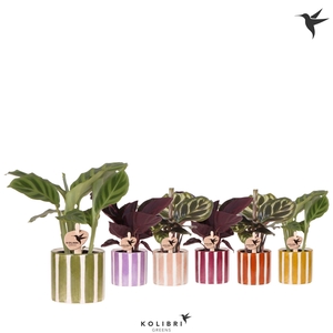 Kolibri Greens Calathea mix in Painted Stripe pot mix