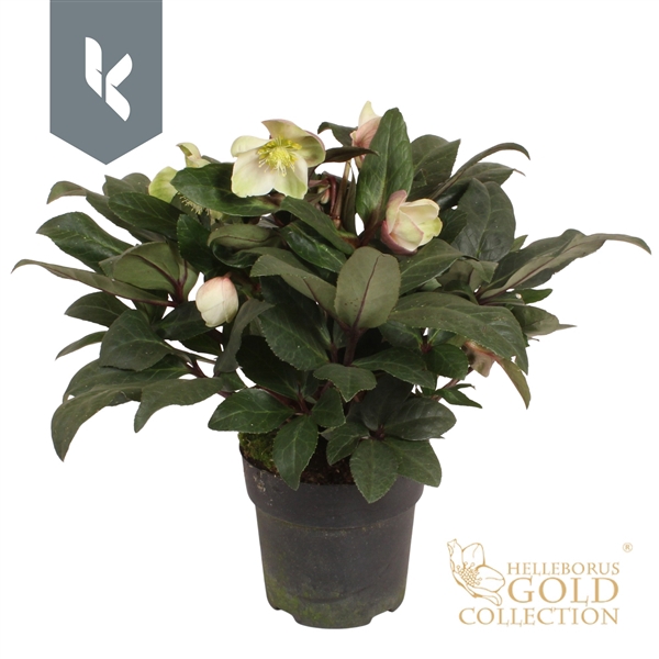 <h4>HGC Helleborus Snow Dance</h4>