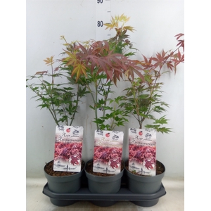 Acer palmatum 'Atropurpureum'