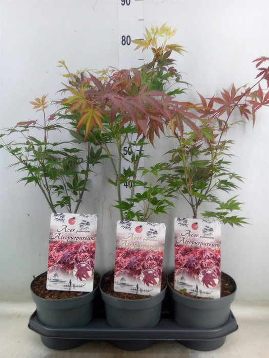 <h4>Acer palmatum 'Atropurpureum'</h4>