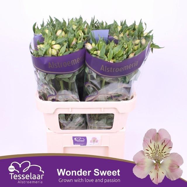 <h4>ALSTR WONDER SWEET</h4>