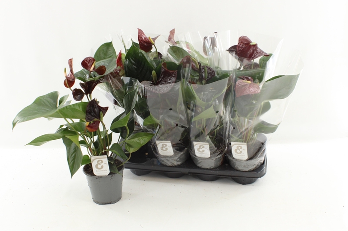 <h4>ANTHU FL TRANQUILLO</h4>