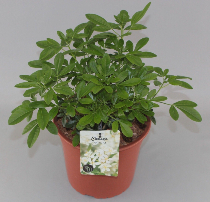 <h4>Choisya ternata C5</h4>