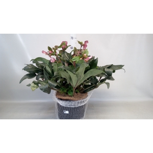 Helleborus  'Ice N Roses Rose'