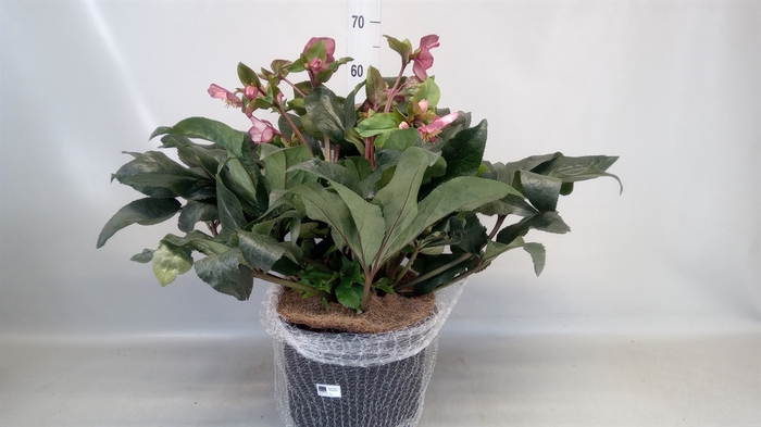 <h4>Helleborus  'Ice N Roses Rose'</h4>