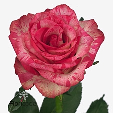 Rosa large barracuda