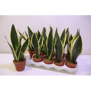 arr8 Sansev Black Gold