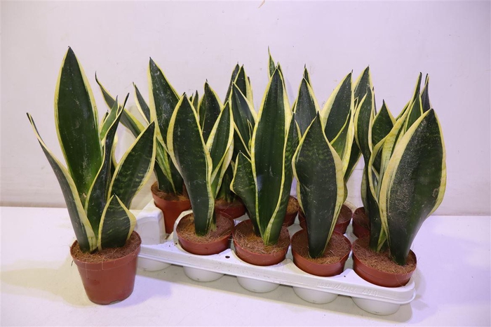 <h4>arr8 Sansev Black Gold</h4>