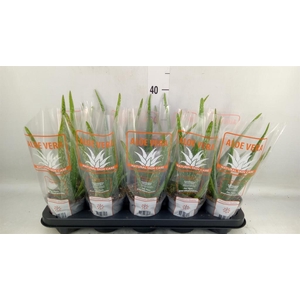 Aloe vera