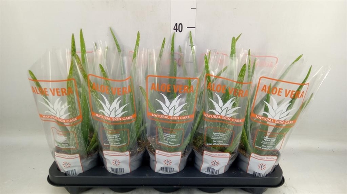 <h4>Aloe vera</h4>