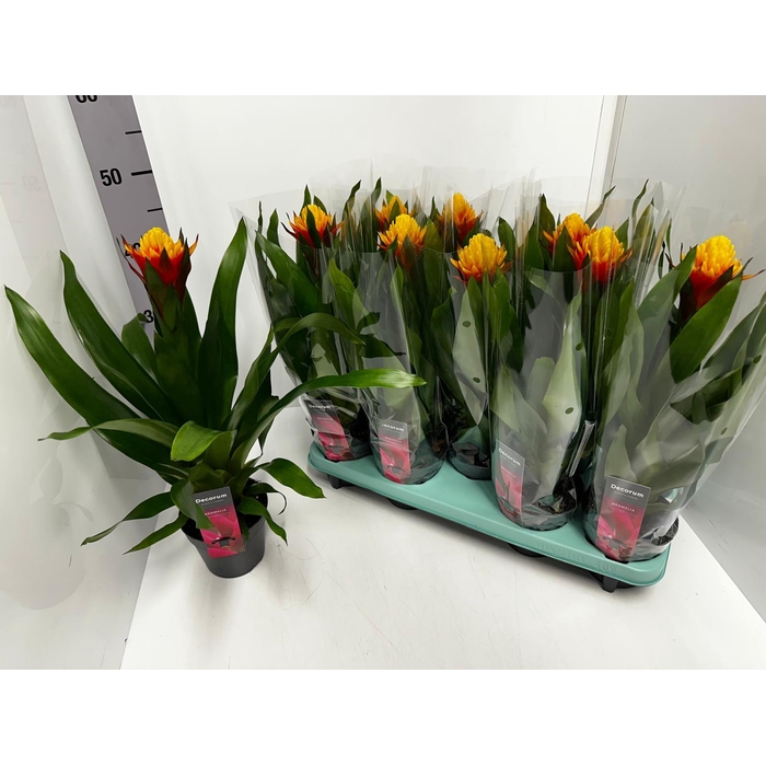 <h4>Guzmania 13Ø 50cm</h4>