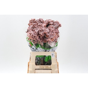 Di St Tinted Brownie