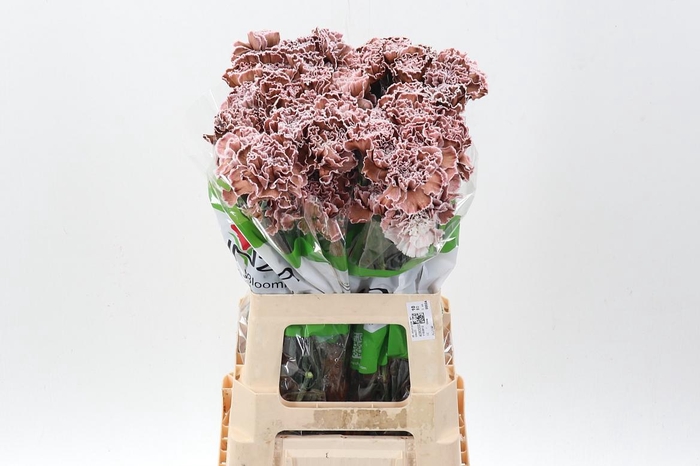 <h4>Di St Tinted Brownie</h4>