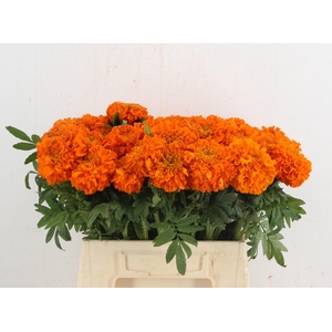 TAG E PROMISE ORANGE