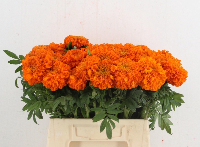 <h4>TAG E PROMISE ORANGE</h4>