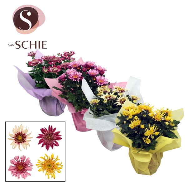 Ch Anemona Mix WRAP non woven