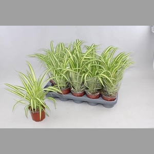 CHLOR COM VARIEGATUM