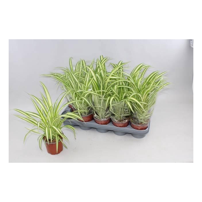 <h4>CHLOR COM VARIEGATUM</h4>