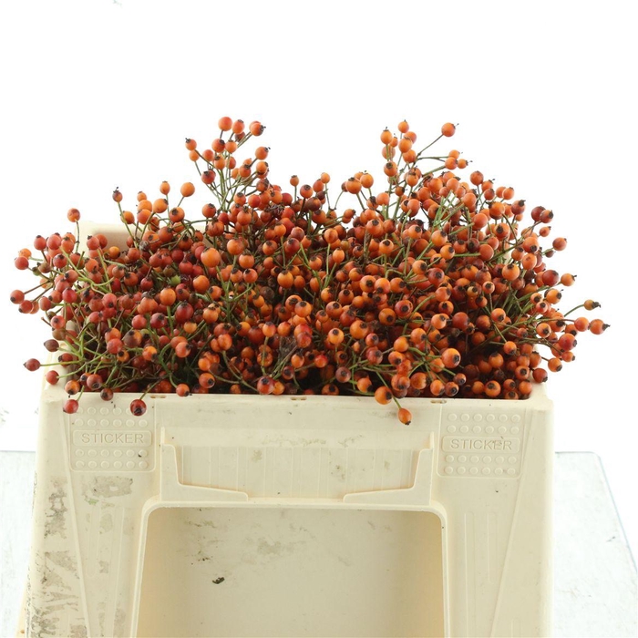 <h4>Rosa Prinsberry Oran</h4>
