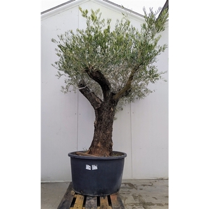 Olea Europaea (Nr. 10)