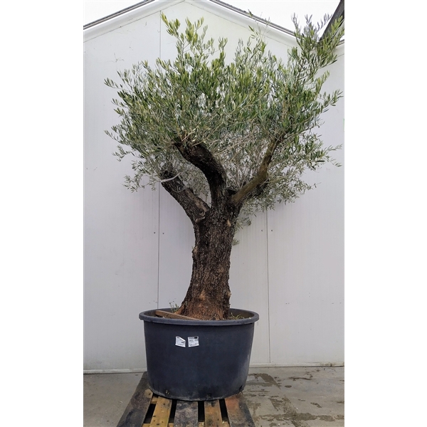 <h4>Olea Europaea (Nr. 10)</h4>