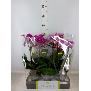 Phalaenopsis multi.   ...lilac