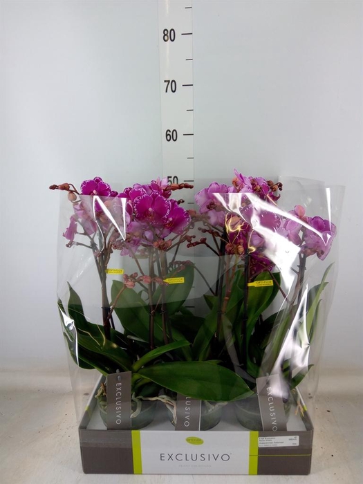 <h4>Phalaenopsis multi.   ...lilac</h4>