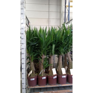 Yucca elephantipes   ...