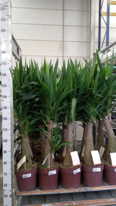 <h4>Yucca elephantipes ...</h4>