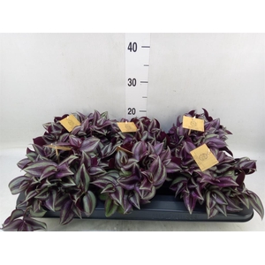 Tradescantia zebr. 'Purpusii'