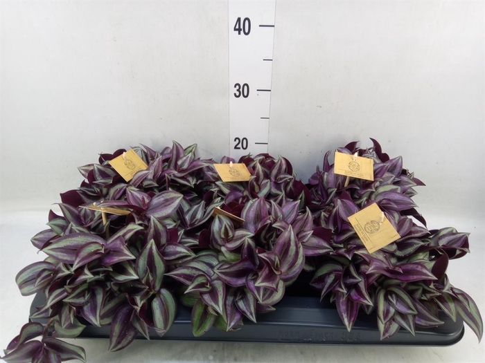 <h4>Tradescantia zebr. 'Purpusii'</h4>