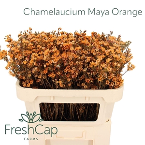 Chamelaucium Maya Orange