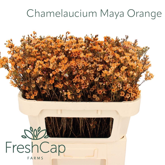 <h4>Chamelaucium Maya Orange</h4>