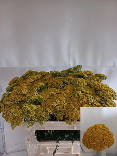 <h4>ACHIL F PARK VARIETY</h4>