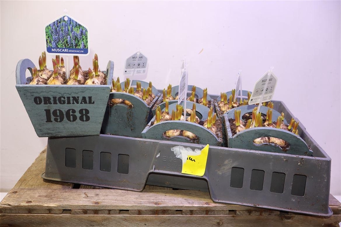 <h4>arr8 Arr Muscari In Houten Hengsel Bakje</h4>