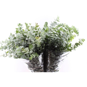 Euca Stuartiana 200 Gram