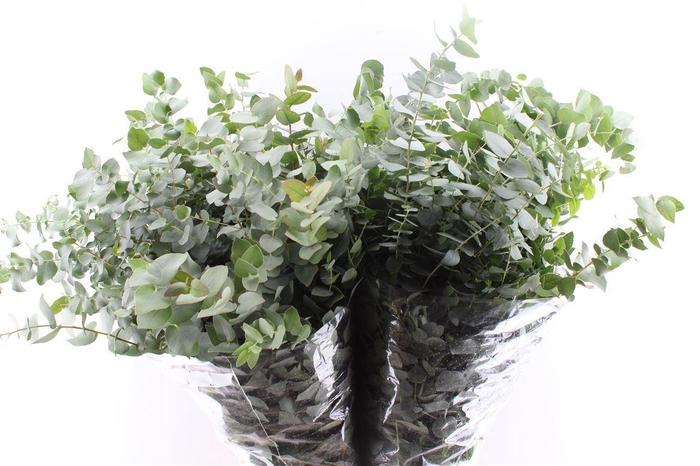 <h4>Euca Stuartiana 200 Gram</h4>