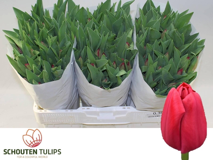 <h4>TU EN CURRY</h4>