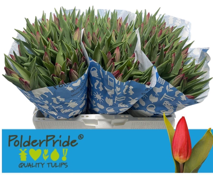 <h4>Tu En Strong Love</h4>