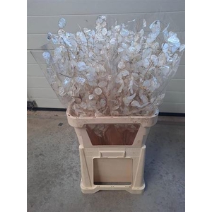 Dried Lunaria Ann Gr Penning